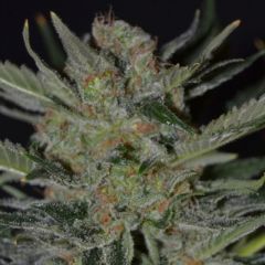 CBD Seeds - Domina feminized cannabis seeds - indica dominant marijuana strain great for sea of green production giving a good high harvest in approximately 8-9 weeks