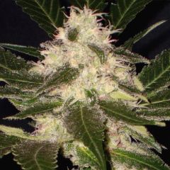CBD Seeds - Widow feminized cannabis seeds - indica/sativa marijuana hybrid strain with a flowering time around 8 weeks