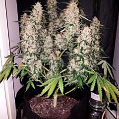 Phoenix Cannabis Seeds - CBD Auto (Fem)