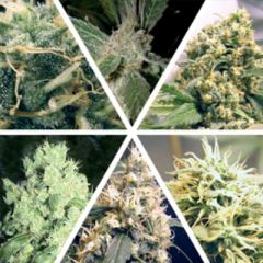 Ceres Seeds - Female Mix feminized cannabis seeds - mixed varieties of the best marijuana seeds from Ceres seeds