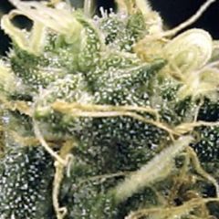 Ceres Seeds - Fruity Thai feminized cannabis seeds - indica/sativa hybrid marijuana strain flowering in 55-65 days 