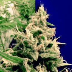 Ceres Seeds - Holland's Hope feminized cannabis strain - indica/sativa hybrid marijuana strain which is ideal for novice growers flowering in 55-65 days