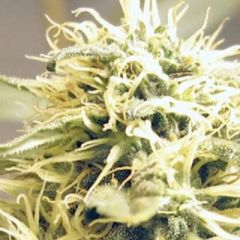 Ceres Seeds - Kush feminized cannabis seeds - 100% indica marijuana strain with a flowering time around 50-55 days