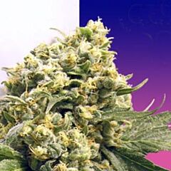 Ceres Seeds - Northern Lights x Skunk #1 feminized cannabis seeds - indica dominant marijuana strain ideal for novice growers with a grow time of 55-60 days.