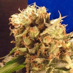 Ceres Seeds - Orange Bud feminized cannabis seeds - indica dominant marijuana strain flowering in 45-55 days and a great variety for the light smoker