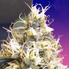 Ceres Seeds - Skunk feminized cannabis seeds - indica/sativa hybrid marijuana strain with a flowering time around 45-55 days