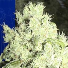 Ceres Seeds - White Indica feminized cannabis seeds - indica dominant marijuana strain flowering in 45-55 days 