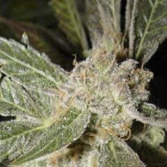 Ceres Seeds - White Panther feminized cannabis seeds - indica/sativa hybrid marijuana strain with a flowering time around 45-55 days 