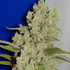 Ceres Seeds - White Widow feminized cannabis seeds - Indica/sativa hybrid marijuana strain flowering in 60 days 