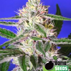 Cheese Bomb feminized cannabis seeds - 60% indica dominant marijuana strain with a flowering time around 6-8 weeks and THC levels between 10-15%