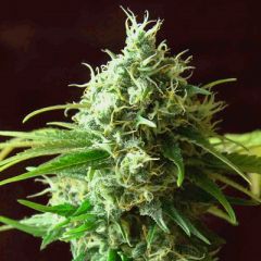 Kush Cannabis Seeds - Cheese Kush regular cannabis seeds