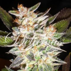 Delicious Seeds - Cheese Candy Auto feminized cannabis seeds - autoflowering marijuana strain with a flowering time around 45-55 days and THC levels at 17%