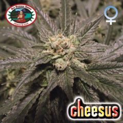 Big Buddha Seeds - Cheesus feminized cannabis seeds - indica dominant marijuana strain with a flowering time around 9-11 weeks