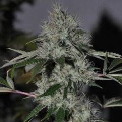 Cali Connection - Chem 4 OG feminized cannabis seeds - indica/sativa hybrid marijuana strain with a flowering time around 8 weeks. 