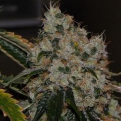 Cali Connection - Chem 91 feminized cannabis seeds - indica/sativa hybrid marijuana strain with a flowering time around 65-72 days and yields at 450g/m2