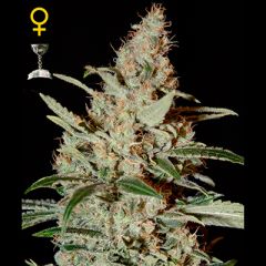 Green House - Chemdog feminized cannabis seeds - indica/sativa hybrid marijuana strain with THC at 21.51% and CBD at 1.5%, with a flowering time around 9 weeks