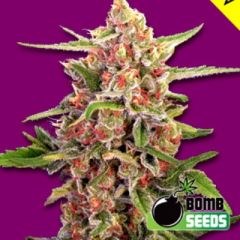 Bomb Seeds - Cherry Bomb feminized cannabis seeds - indica dominant marijuana strain with a flowering time around 8-10 weeks and THC levels around 17-22%