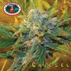 Big Buddha Seeds - Chiesel feminized cannabis seeds - 60 % sativa dominant marijuana strain with a flowering time around 8-10 weeks