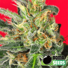 Bomb Seeds - Cluster Bomb feminized cannabis seeds - indica dominant hybrid marijuana strain with a flowering time around 7-9 weeks and THC levels around 15-20%
