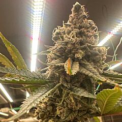 Conscious Genetics - Pink Zheez Feminized Cannabis Seeds 