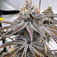 Conscious Genetics - Zapplez 2.0 (Feminized)