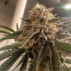 Conscious Genetics - Pink Waferz 2.0 Feminized Cannabis Seeds 