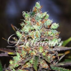 Delicious Seeds - Cotton Candy feminized cannabis seeds - 75% sativa marijuana strain with THC at 20%, flowering time around 70 days 