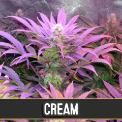 Blim Burn Seeds - Cream Automatic (Fem)