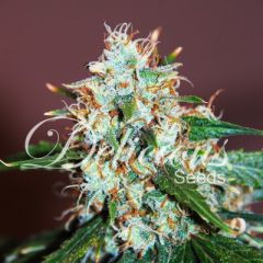 Delicious Seeds - Critical Neville Haze feminized cannabis seeds - 90% sativa marijuana strain high THC at 23.5% with a flowering time around 90-100 days.