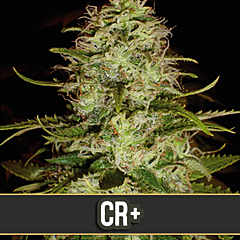 Blim Burn Seeds - CR+ (3 Fem)