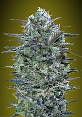 Advanced Seeds - Critical Lemon (Fem)