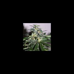 KC Brains - Cyber Cristal feminized cannabis seeds - indica/sativa hybrid marijuana strain with a flowering time between 6-8 weeks