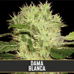 Blim Burn Seeds - Dama Blanca (3 Fem)