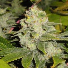 Cali Connection - Dead Head OG feminized cannabis seeds - 60% sativa dominant marijuana strain with a flowering time around 8 weeks and yields around 600g/m2