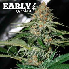 Delicious Seeds - Delicious Candy Fast (Fem)