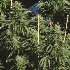 Kush Cannabis Seeds - Diesel Kush regular cannabis seeds