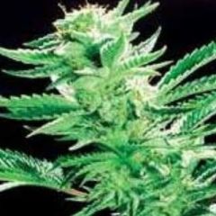 De Sjamaan - Easy Rider regular cannabis seeds - indica/sativa hybrid marijuana strain with a flowering time of 63-98 days