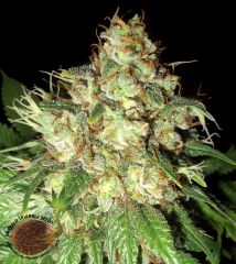Emerald Triangle - Bubba Cheese Auto feminized cannabis seeds - autoflowering marijuana strain with a flowering time of 45 days and a good yield