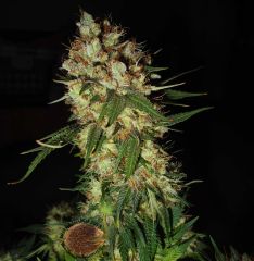 Emerald Triangle - G13 x Blueberry Headband regular cannabis seeds - 60% indica domainant marijuana strain with a grow time of 65 - 75 days and a high yield