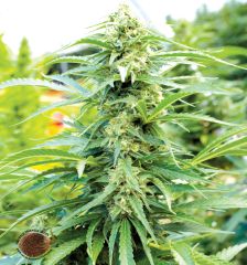 Emerald Triangle - Cherry O.G. regular cannabis seeds - 50/50 indica/sativa hybrid marijuana strain with a flowering time around 10-11 weeks