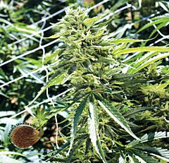 Emerald Triangle - Sour Lemon O.G. regular cannabis seeds - 65% sativa dominant marijuana strain with a flowering time around 10-11 weeks