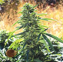 Emerald Triangle - Super Sour O.G. regular cannabis seeds - indica/sativa hybrid marijuana strain with a flowering time around 8-9 weeks