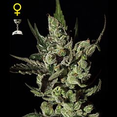 Green House - Exodus Cheese feminized cannabis seeds - indica/sativa hybrid marijuana strain with THC levels at 18.43% and CBD at 0.28%, flowering time around 8 weeks