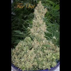 Mandala Seeds - Far Out feminized cannabis seeds - sativa dominant marijuana strain with a grow time around 75 days 