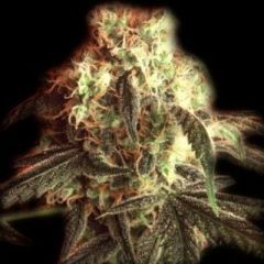 Bulldog Seeds - Fast Ryder I feminized cannabis seeds - autoflowering indica dominant marijuana strain with a flowering time around 8-10 weeks