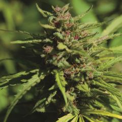 Kush Cannabis Seeds - Fire Kush regular cannabis seeds - indica/sativa hybrid marijuana strain with a good yield