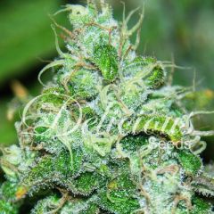 Delicious Seeds - Fruity Chronic Juice feminized cannabis seeds - 90% indica dominant marijuana strain with THC at 17% and a flowering time around 50-55 days