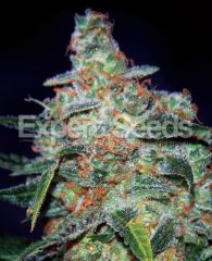 Expert Seeds - Cheese Auto (was Funky Skunk Auto (Fem)