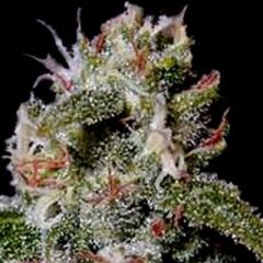 G13 Labs - Cinderella 99 feminized cannabis seeds - sativa dominant marijuana strain with a flowering time of 50-55 days indoors