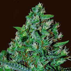 G13 Labs - White Lavender feminized cannabis seeds - sativa dominant marijuana strain with a flowering time around 8-12 weeks
